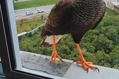 Feathered and Furry Friends: Bird Pays a Hilarious Visit to His Purrfect Pal, Cat!