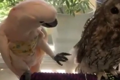 Feathered Frenzy: Hilarious Video Captures Parrot and Owl's Unlikely Friendship!