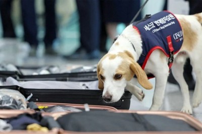 Innovative Approach: Sniffer Dog Detects Bedbugs at South Korea's Incheon Airport