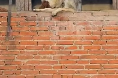 Lick and Laugh: Hilarious Video of a Cow Giving Shepherd Unexpected Affection Goes Viral!