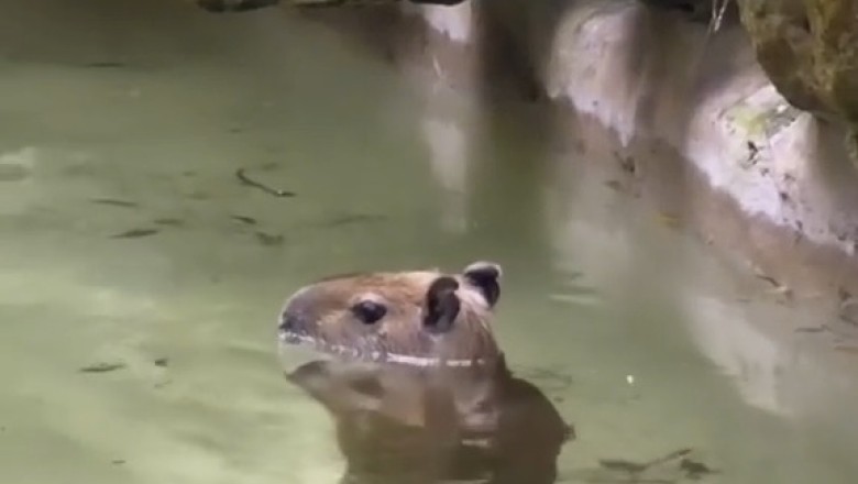 Marmot Makeover: Swimming Sensation or Water Wimp?