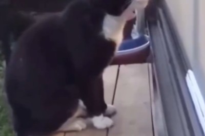 Meow-some Melodrama: Cat Reveals Deep Emotions Through Hilarious Conversations!