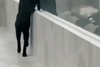 Purr-fectly Paw-some: Hilarious Cat Masters the Art of Two-Legged Walking, Leaving Everyone in Awe!