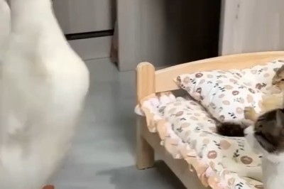 Quirky Trio Alert: Hilarious Shenanigans of a Goose and Two Cats Caught on Camera!