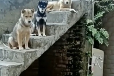 Rodent Rumble: Hilarious Showdown as Two Mice Take on Pack of Pooches!