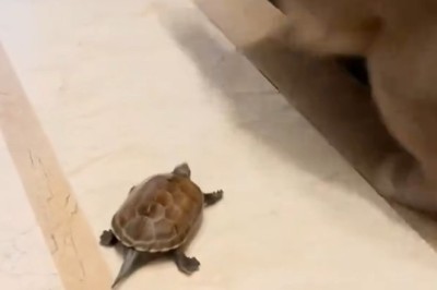 Shell Shocked: Tiny Turtle Strikes Fear into Feline Friend in Hilarious Showdown!