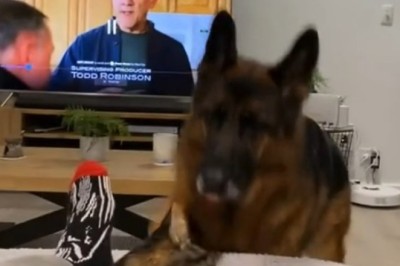 Unlikely BFFs: Shepherd and Cat Team Up for Hilarious Adventures!