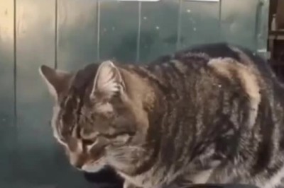 Feline Frenzy: Cat's Hilarious Reaction to Car Crash Will Leave You in Stitches!