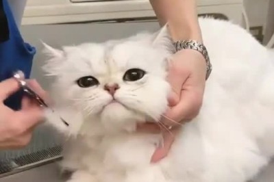 Fur-bulous Makeover Madness: The Day a Cat Became a Hair Stylist!