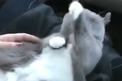 Fur-tunately Itchy: The Wise Cat with a Scratchy Secret!