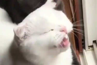 Purr-fectly Synced: Watch These Two Cats Nail the Same Epic Dance Move!