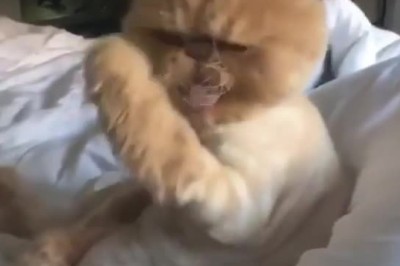 Purrfection Rewind: Dr. Whiskers Takes a Trip Back in Time!