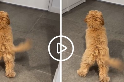 A Dog with a Propeller Tail - Brimming with Joy as It Awaits Its Owner