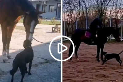 Horses Kiss Her Every Day - Adopted Milica Joins the Police Brigade Cavalry Company