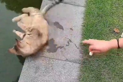 Cat Falls Into Water!