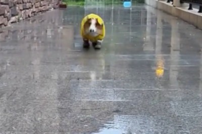Hilarious Video Alert: Doggo Strutting in Style with Rain Gear Fashion Show!