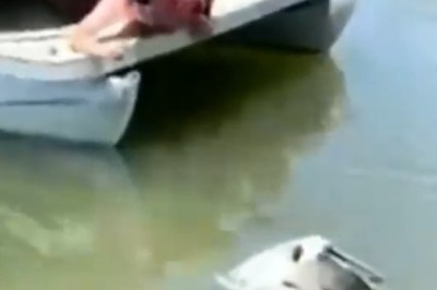 Unbelievable Video: Stork's Fish-tastic Adventure and Rescue Mission!