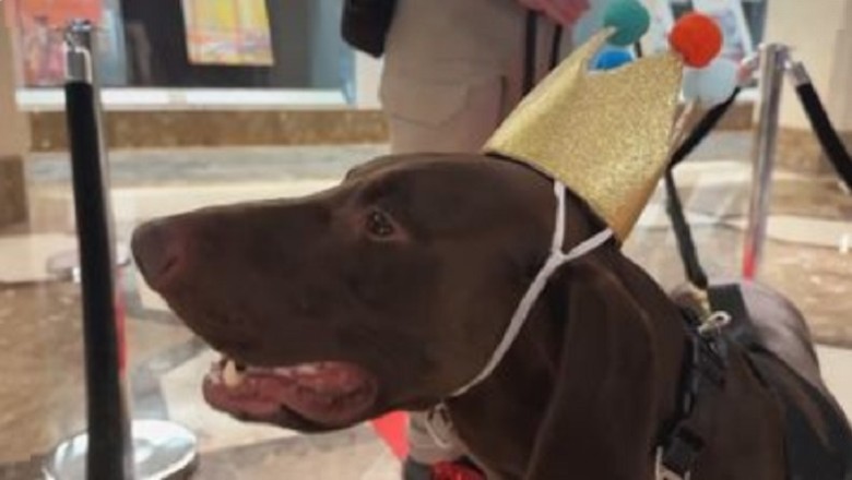 Barni: The Adorable Detector Dog Capturing Hearts at San Francisco International Airport
