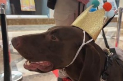 Barni: The Adorable Detector Dog Capturing Hearts at San Francisco International Airport