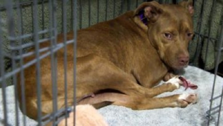 Gracie's Incredible Journey: From Lost to Found