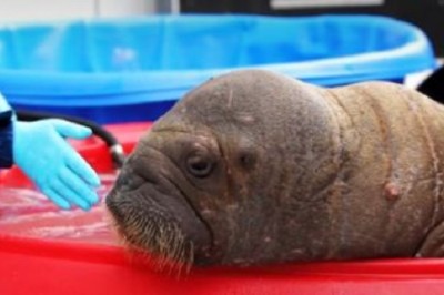 Rescued and Thriving: Heartwarming Journey of Orphaned Pacific Walrus Calf