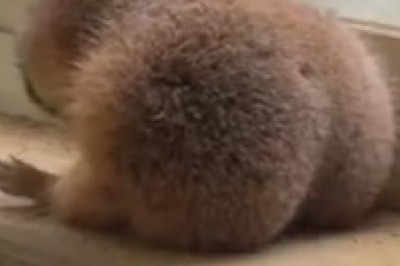 Get Ready for 'Marmot Mayhem: Unleashing the Furry Surprise!