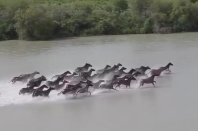Splash 'n Gallop: Wet and Wild Horse Racing Carnage in the River!