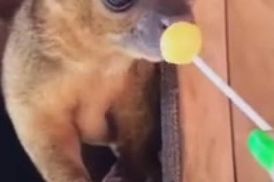 Sweet and Sassy: Kinkajou Cuteness Overload!