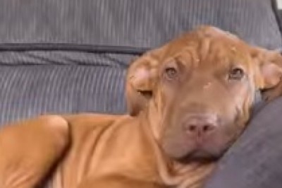 Heartwarming Tale: Dog’s Innocent Face Captivates Hearts Worldwide