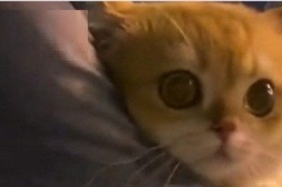 9 Hilarious Pet Videos Guaranteed to Brighten Your Day