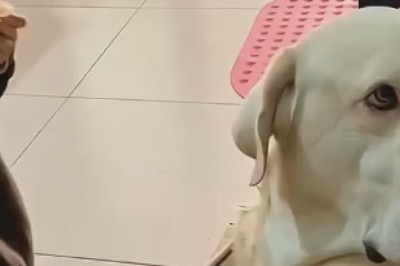 Hilarious Tales of Babies and Dogs: Laugh Out Loud with These Adorable Shenanigans!