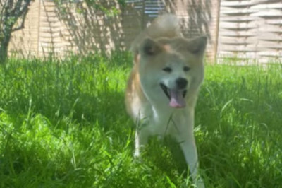 Heartbreaking: Couple Returns Rescued Dog After 48 Hours - Izanami Deserves Better