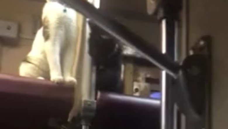 Hilarious Cat Surprise: Watch One Cat Startle Another Cat!