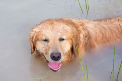 Unexpected Encounter: Golden Retriever's Swim with a Marmot
