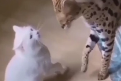 Hilarious Fail Alert: Watch This Dog Attempt a Cat-like Jump and Discover Gravity the Ruff Way!