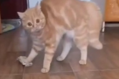 Paws-itively Hilarious: Funny Cats That Will Have You Feline Good All Day!