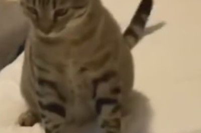 Pawsitively Hilarious Encounter: Cat's Euphoric Meeting with Mirror Image Leads to Epic Comedy!