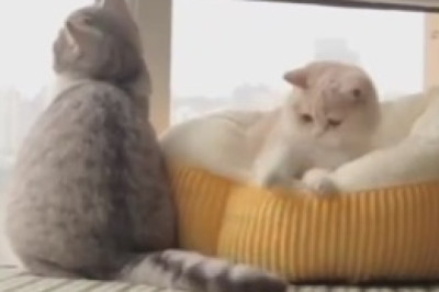 Purr-fect Hide and Seek: Watch Two Sneaky Cats Play Hide-and-Seek Inside a Children's Chair!