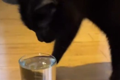 Whisker Whackiness: Hilarious Cat Face Twitch Guaranteed to Make You Smile!