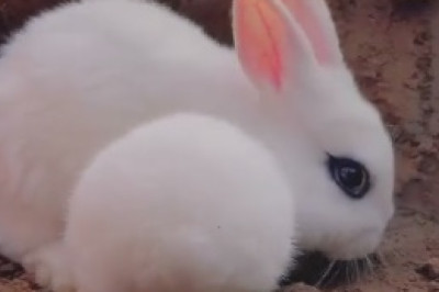 Carrot Crunch Mania: Watch This Adorable Rabbit Go Bonkers Over Carrots in the Ultimate Munch Fest!