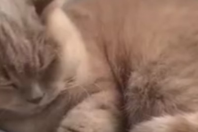 Cat Nap Chronicles: The Cutest and Funniest Moments of Sleeping Cats Caught on Camera!