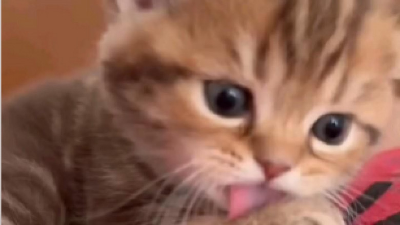 Cat-tastic Comedy: Hilarious Hijinks and Purr-fectly Funny Moments with Our Feline Friends!