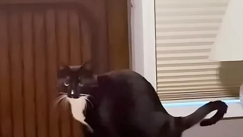 Cat vs. Inanimate Enemy? Introducing the Hilarious Cat Repellent Butterfly!