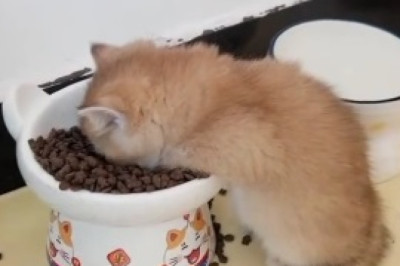 Feast your Eyes on a Hilarious Cat with an Insatiable Appetite - It's Eating Time!