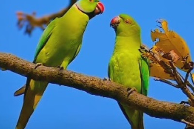 Feathered Romance! Watch the Adorable Moment a Parrot Kisses His Feathered Girlfriend!