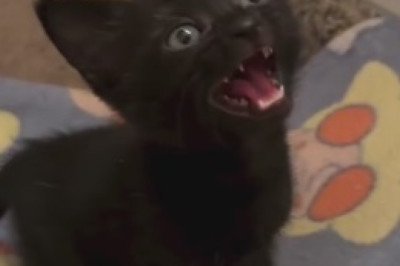 From Fluffy Floofs to Soaked Sidekicks: Hilarious Before and After Bathing Moments of Cats and Dogs!