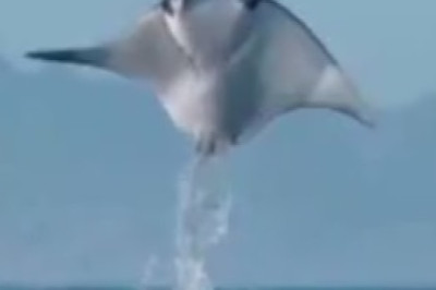 Hilarious Aquatic Antics Unfold: Watch These Fish Take a Hilarious Plunge into a Wooden Pool!