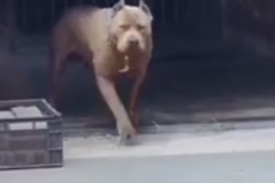 Hilarious Dog Vs. Bees: When Tiny Furry Daredevils Go Tony Stark!