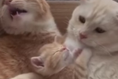 Hilarious Feline Frolic: Triple Trouble with Three Adorable Cats!