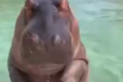 Hilarious Hippopotamus Breaks into Garden Dance Party!